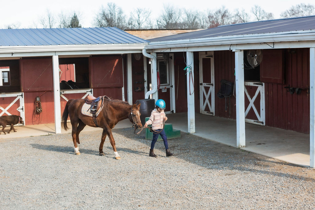 Young student leading a saddled horse through the barn yard