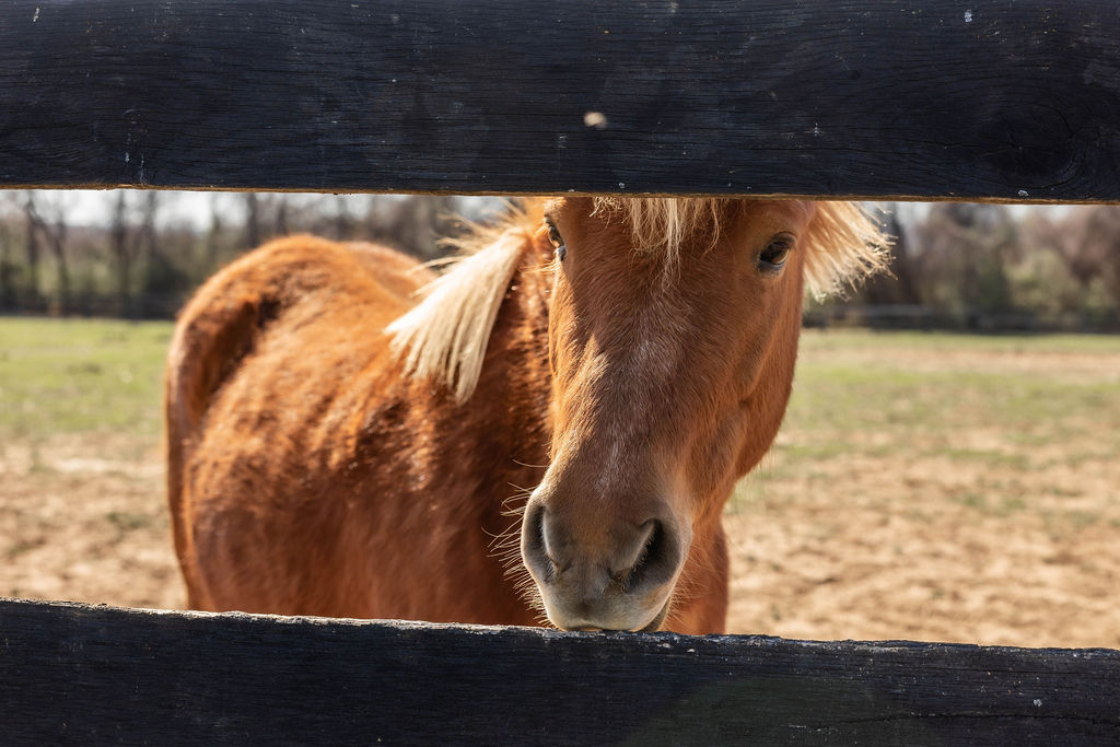 Friendly pony peering through the paddock fence in warm afternoon light